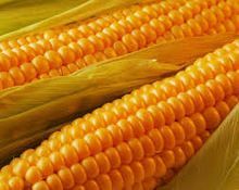 Yellow Corn Maize
