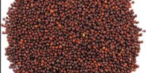 Mustard Seeds