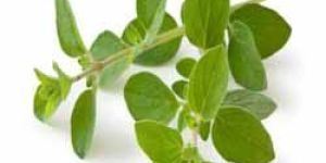 Oregano