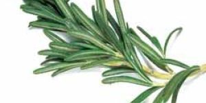 Rosemary