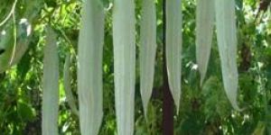 Snake Gourd