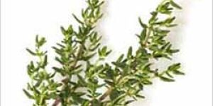Thyme
