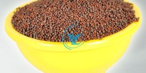 Mustard Seeds