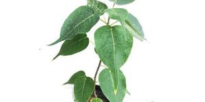 Peepal Tree Plant