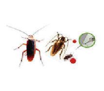 Cockroach Pest Control Services