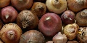 Gladilous Flower Bulb