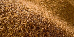 Rice Husk