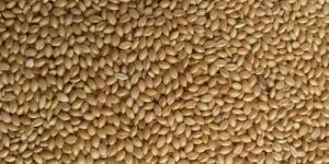 Yellow Millet