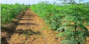 Contract Farming Service