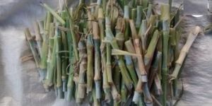 Pakchong Hybrid Napier Grass