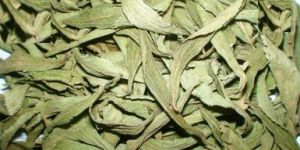 Dried Stevia Leaves