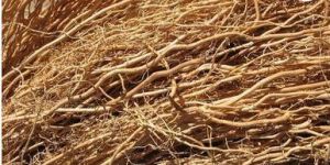 Vetiver Roots