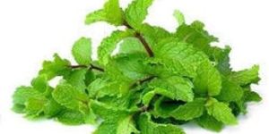 Fresh Mint Leaves