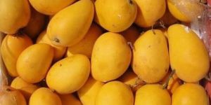 Kesar Mango