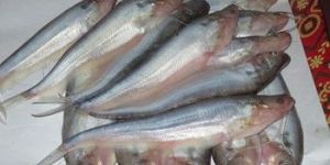 Pabda Fish