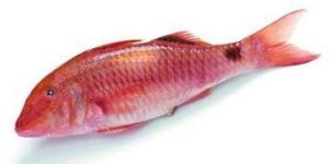 Red Grouper Fish