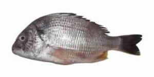 Seabream Fish