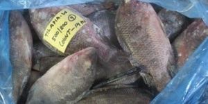 Tilapia Fish
