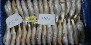Yellow Croaker Frozen Fish