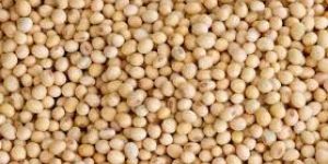 Hybrid Soybean Seeds