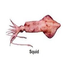 Squid