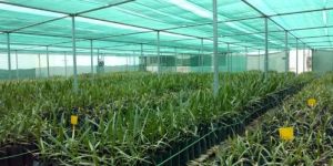 Date Palm Tissue Culture Plants