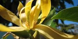 Ylang-ylang Oil