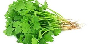 Fresh Coriander