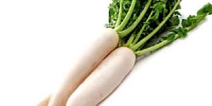 Fresh Radish