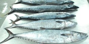 Frozen King Fish Whole