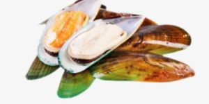 Green Mussel