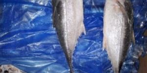 Horse Mackerel Fish