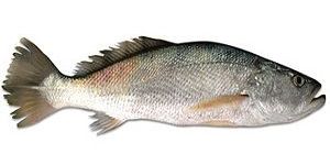 Tiger Toothed Croaker Fish