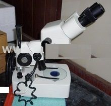 Zoom Stereo Microscope