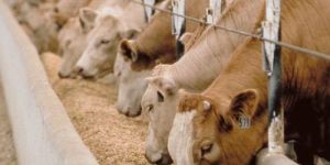 High Energy Cattle Feed