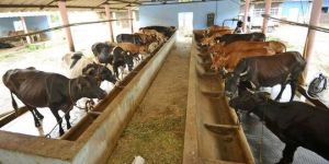 High Milk Cattle Feed