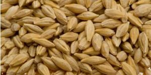 Barley