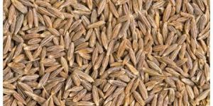Cumin Seed