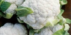 Fresh Cauliflower
