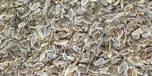 Dill Seed