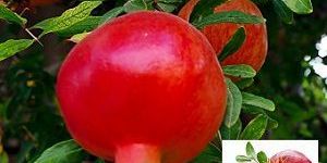 Pomegranate Seed Oil