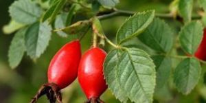 Rosehip Oil