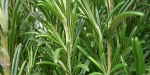 Rosemary Oil