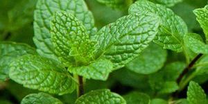 Spearmint Oil
