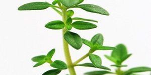 Thyme Oil