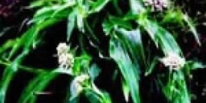 Spikenard Oil