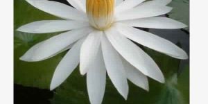 White Lotus Absolute Oil