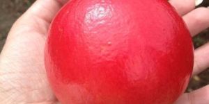 Super Bhagwa Pomegranate