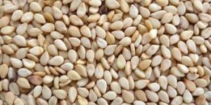 Sesame Seeds