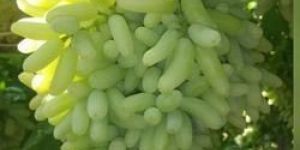 Seedless Green Grapes